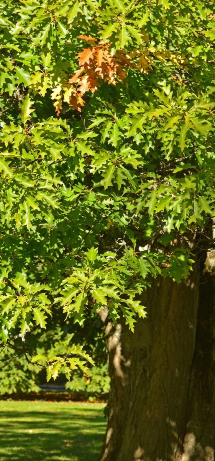 I LOVE MY OAKS