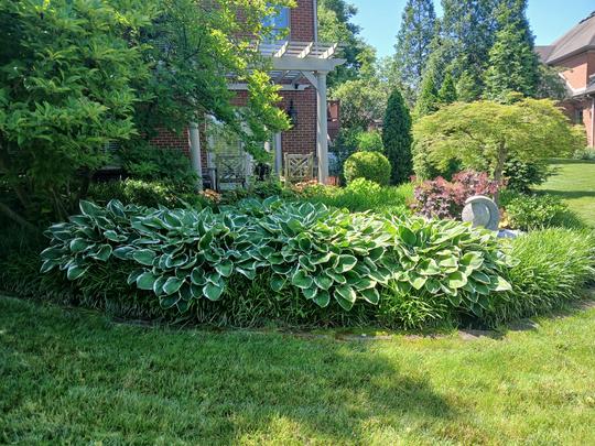 Super Sized Hosta in Shade garden