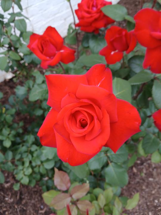 Hybrid Roses, no disesae  program